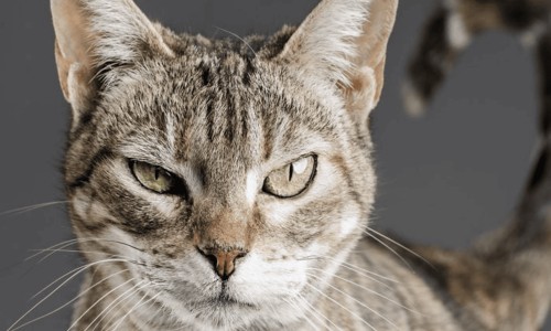 横结肠息肉严重吗-横结肠息肉症状网 - 横结肠息肉一般活几年,横结肠的息肉危险吗
